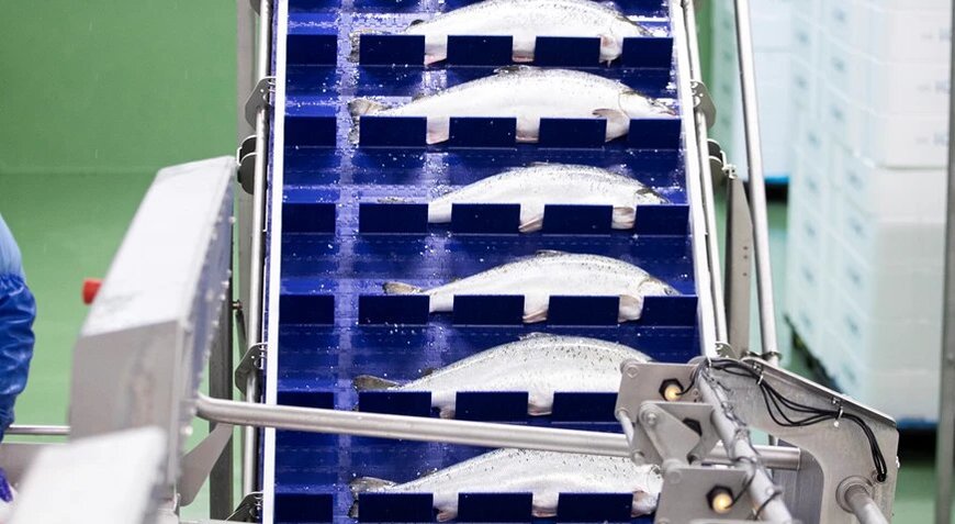 High-tech salmon processing at Búlandstindur